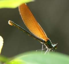 Calopteryx virgo