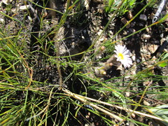 Athrixia heterophylla