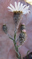 Athrixia heterophylla