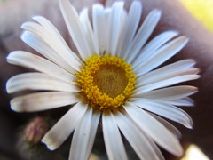 Athrixia heterophylla