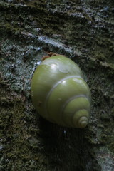 Amphidromus atricallosus