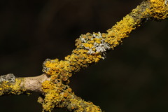 Xanthoria parietina