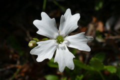 Heliosperma alpestre