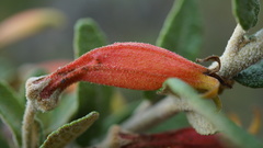 Siphocampylus columnae