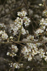 Prunus spinosa