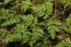 Anthriscus sylvestris