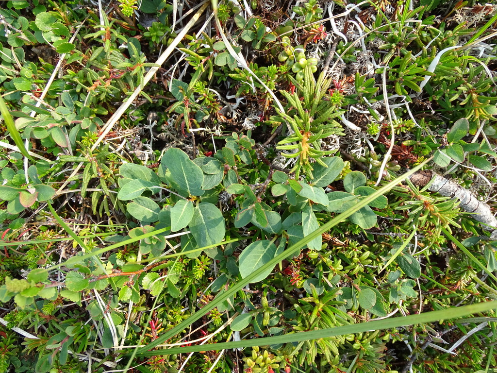 Myrtilloides