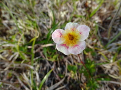 Sieversia pusilla