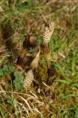 Equisetum arvense