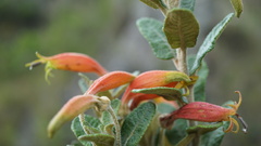 Siphocampylus columnae