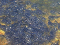 Phrynomantis annectens