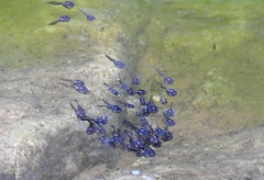 Phrynomantis annectens