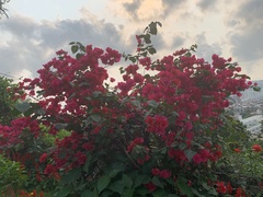 Bougainvillea