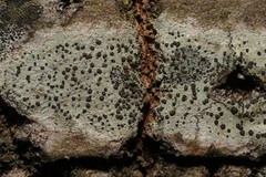 Lecidella elaeochroma