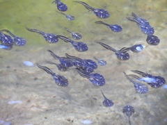 Phrynomantis annectens