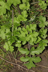 Heracleum sphondylium