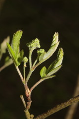 Sorbus aucuparia