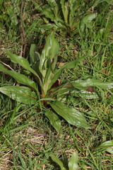 Plantago lanceolata