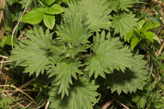 Urtica dioica