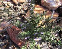 Muraltia ericifolia