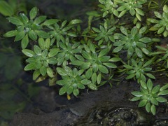 Callitriche obtusangula