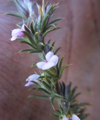 Muraltia ericifolia