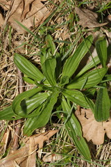 Plantago lanceolata