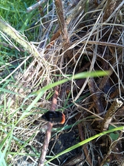 Bombus