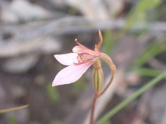 Eriochilus