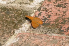Pseudergolis wedah