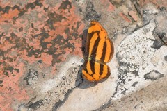 Pantoporia