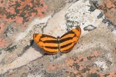 Pantoporia