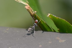 Camponotus singularis