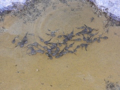 Phrynomantis annectens