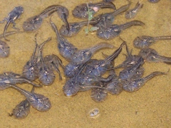 Phrynomantis annectens