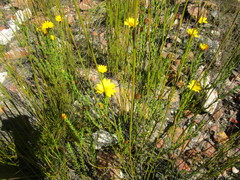 Osteospermum glabrum