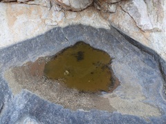 Phrynomantis annectens