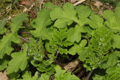 Heracleum sphondylium