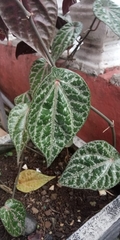 Piper crocatum