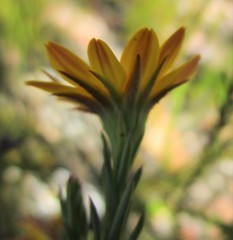 Osteospermum glabrum