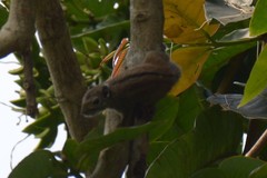 Tamiops maritimus