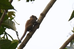 Tamiops maritimus