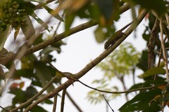 Tamiops maritimus