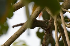 Tamiops maritimus