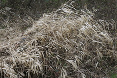 Phalaris arundinacea