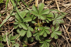 Potentilla reptans