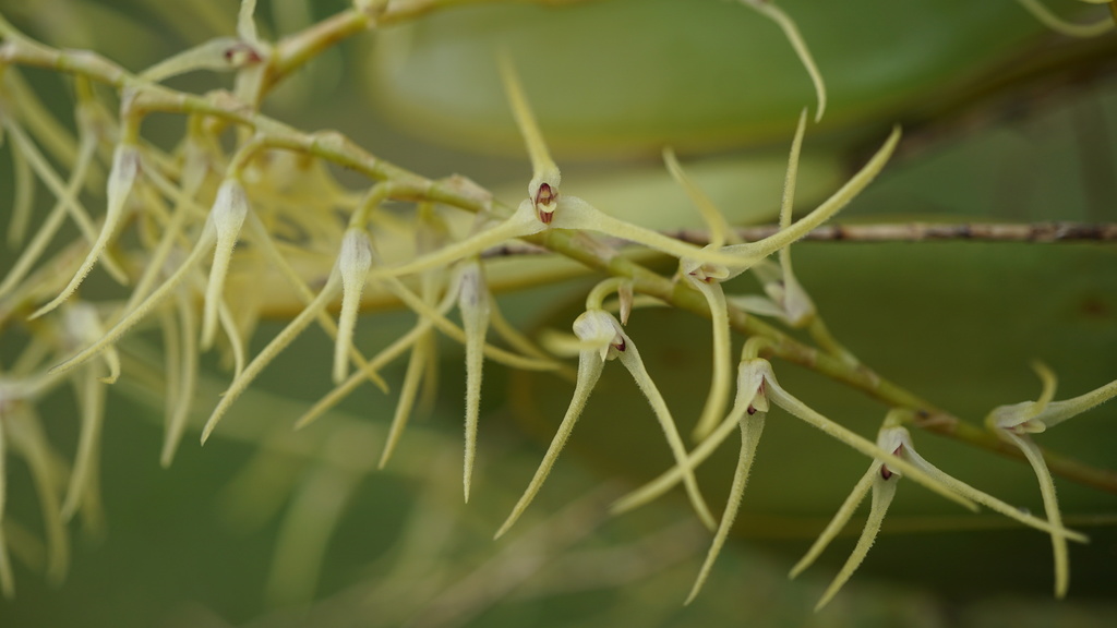 Stelis sclerophylla