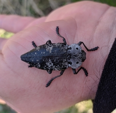 Capnodis miliaris