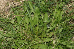Taraxacum officinale