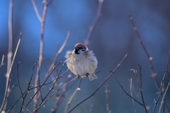 Passer montanus